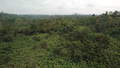 Drohnenansicht-Von-Kakaobäumen-In-Ghana