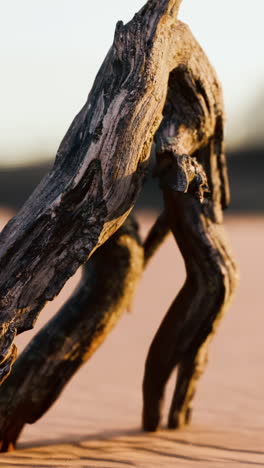 driftwood in the desert