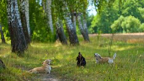 dogs bark on drone. pedigree pets playing in the forest. drone flies over the domestic animals. pets jump to catch drone on beautiful nature background.