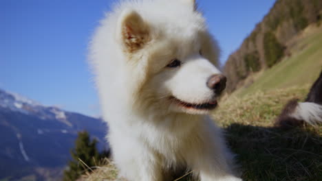 samoyed and shetland sheepdog playing joyfully on a mountain field, surrounded by stunning alpine views and clear skies