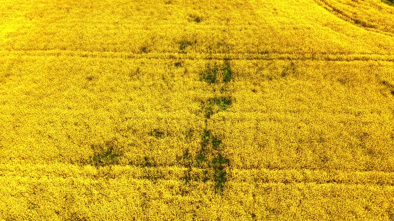 Ripresa aerea con drone di un campo di colza giallo fiorito con texture. Un campo di colza giallo vibrante con rade macchie verdi e solchi di trattore.