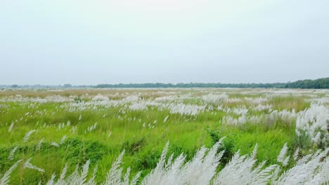 In-the-autumn-season,-the-grass-kash-blooms-in-vast-areas-3