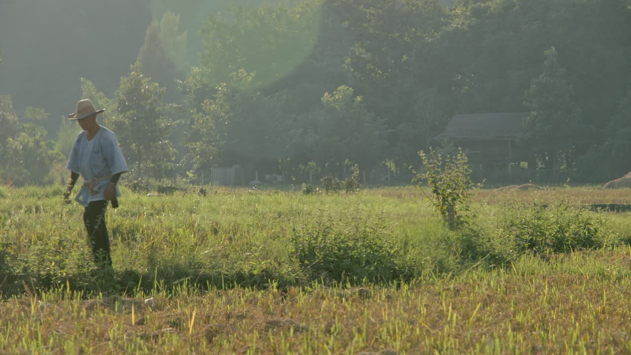 Farmer in a Rice Paddy Field
