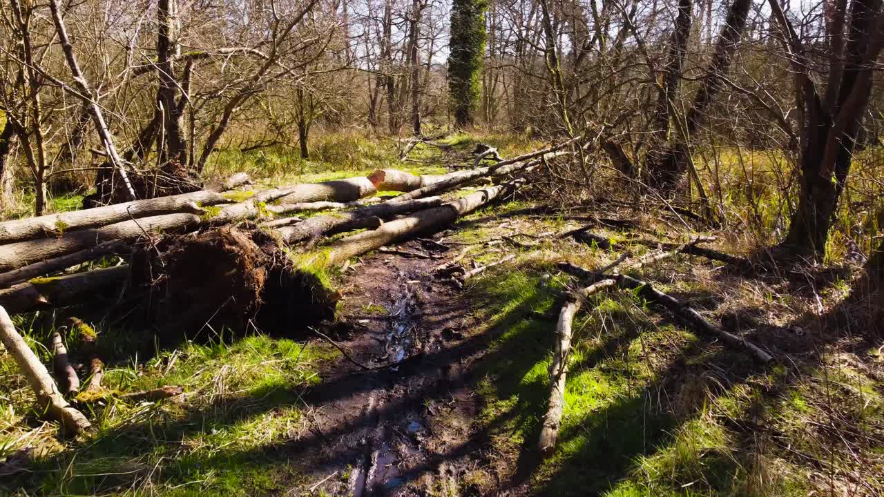 Svever over en gjørmete skogssti en rolig, solrik morgen