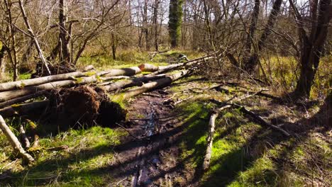 flotando sobre un sendero forestal fangoso en una tranquila mañana soleada