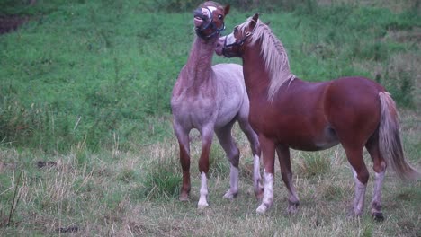 horses running around and playing