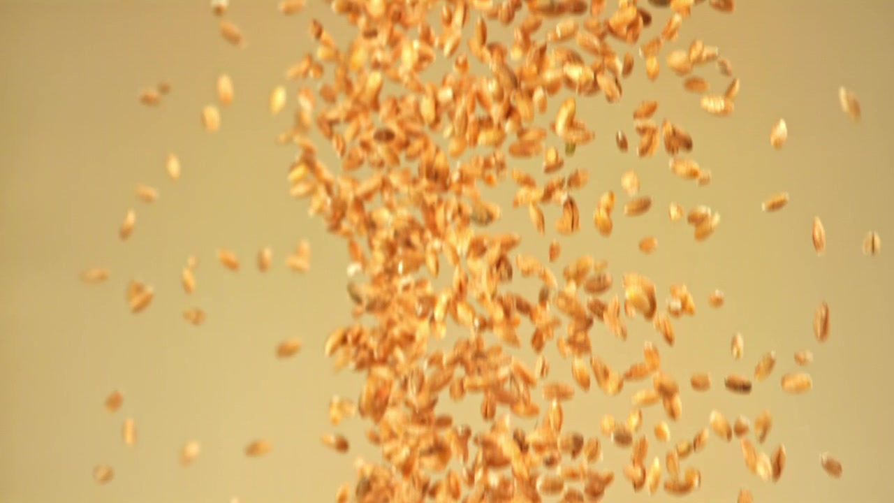 Golden Wheat Grains Falling in Slow Motion
