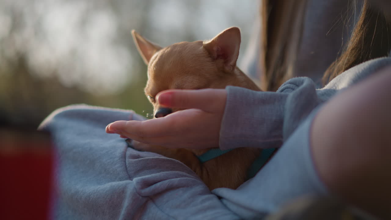 저녁에 반려동물에게 밥을 주는 여성과 작은 강아지가 교감하는 시간, 주인이 작은 반려동물에게 간식을 주는 조용한 저녁 한때, 공원 벤치에서 주인이 앙증맞은 치와와에게 간식을 주는 평온한 황혼의 풍경