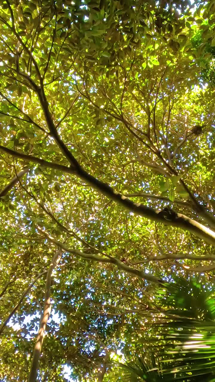 mirando hacia arriba a través de los árboles verdes y exuberantes en el zoológico de melbourne