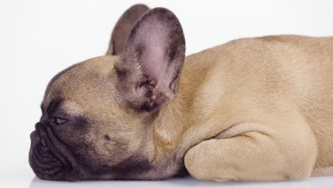 un lindo cachorro de bulldog francés de mascota