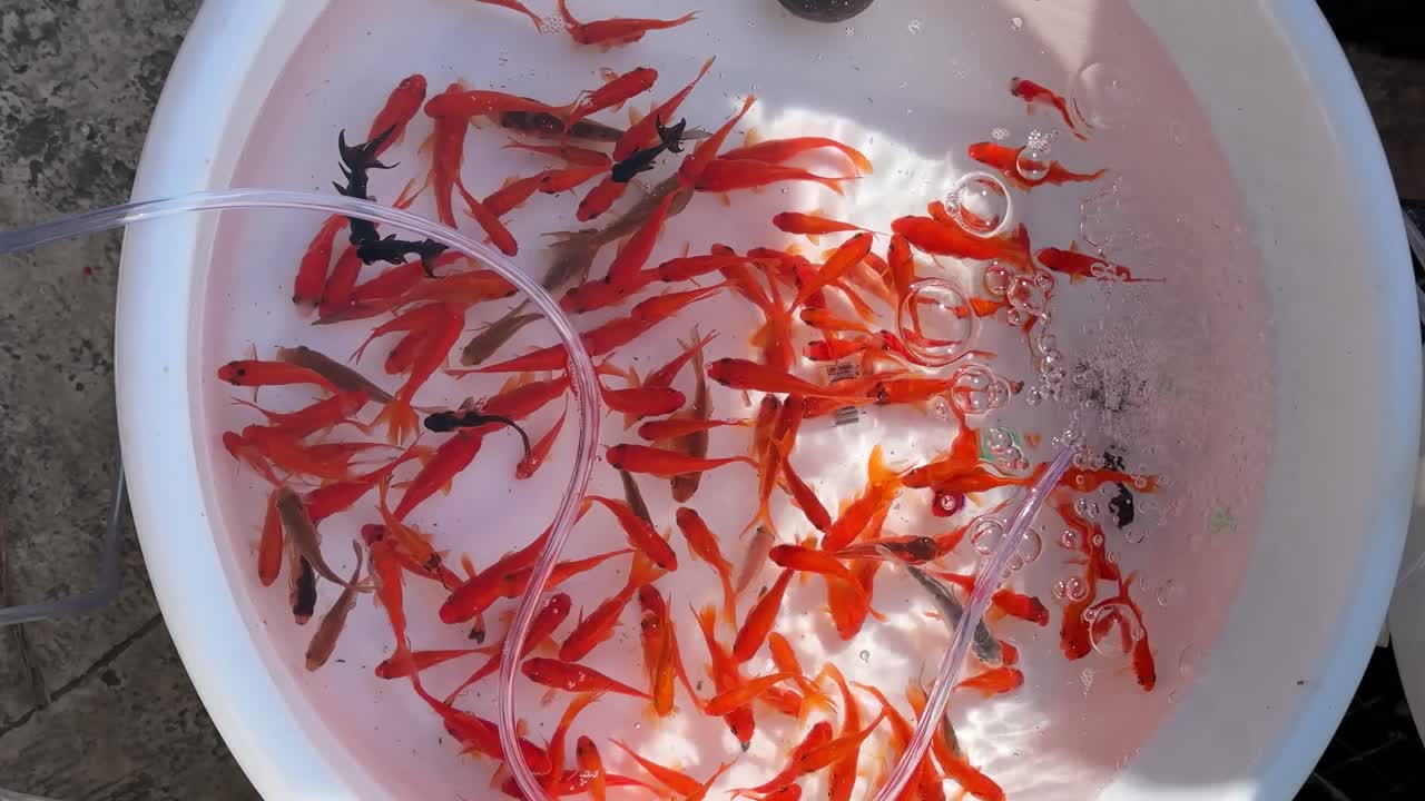 Red beautiful goldfish swimming in water pool on Nowruz new year theme in Tehran Iran witness Persian New Year symbolic tradition aquarium cinematic decoration scenic landscape holiday ritual cute