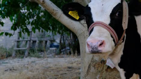 close-up calf face
