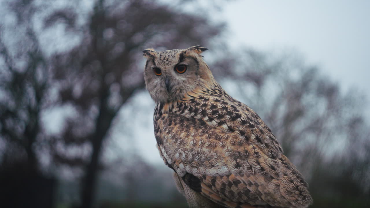 El retrato del búho águila