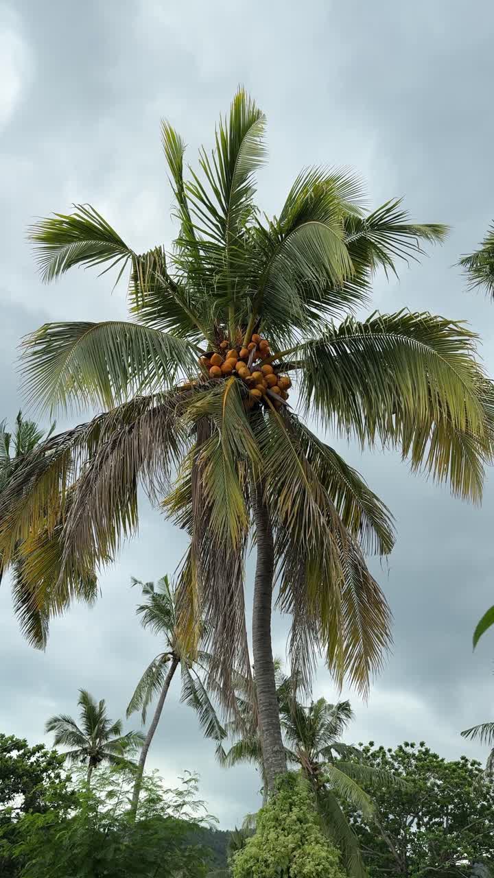 Coconut Palm Tree with Coconuts Swaying in Wind Under Cloudy Sky