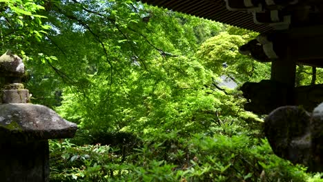 slow motion push in toward green lush forest with temple silhouettes