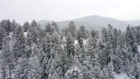 Aerial-close-up-reveal-of-snow-covered-pine-trees-and-large-mountain-valley-after-an-icy-snow-storm-in-Colorado-in-the-winter