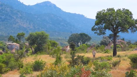 Toma-Estacionaria-De-Una-Manada-De-Jirafas-Atrapadas-En-La-Naturaleza-Durante-Una-Gira-Por-La-Sabana-Africana-Durante-Un-Día-Despejado