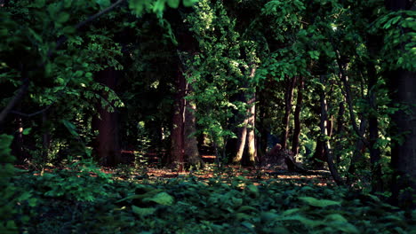 sunbeams filter through dense trees in a deep forest