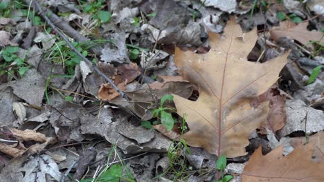 a beautiful dead leaf alone is moving under the effect of the wind