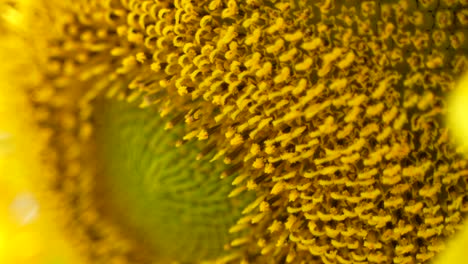 close up picture of sunflower