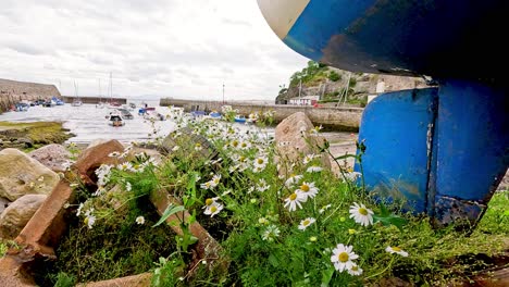 boat docked near daisies at dysart, fife