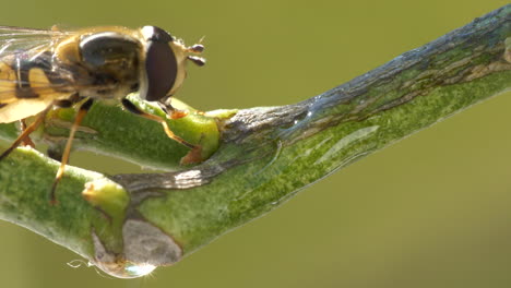 la avispa vespula germanica camina sobre el tronco del limonero en una vista macro cercana