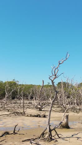 drone captures coastal erosion and dead mangrove trees