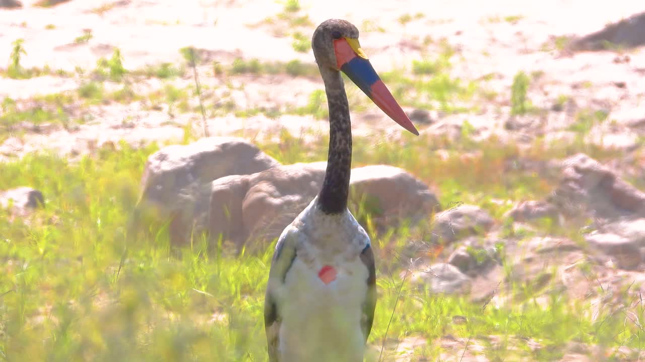 Saddle-billed Stork in African Savanna
