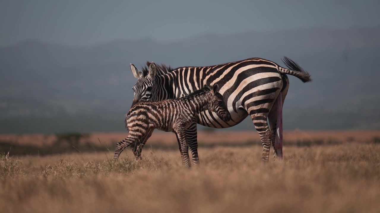 Cuccioli di animali in slow motion cinematografico in Africa durante un safari africano, un cucciolo di zebra appena nato nella stagione dei parti con la madre che se ne prende cura dopo il parto, un momento e un avvistamento incredibile della fauna selvatica.