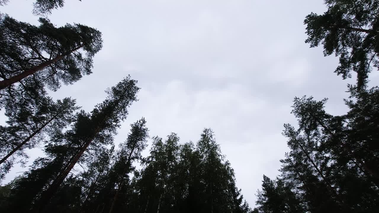 Time lapse in a pine forest of clouds rolling overhead in the sky