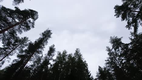 Zeitraffer-In-Einem-Kiefernwald-Aus-Wolken,-Die-über-Uns-Am-Himmel-Rollen