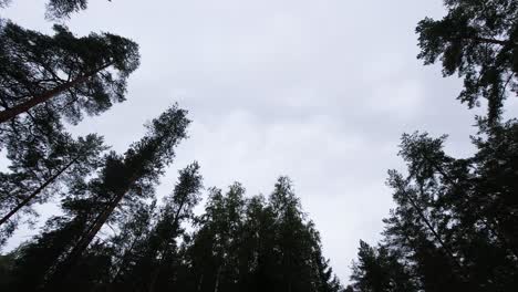 Lapso-De-Tiempo-En-Un-Bosque-De-Pinos-De-Nubes-Rodando-En-El-Cielo