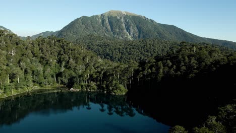 Araucaria-forest-between-mountains-with-the-san-sebastian-hill-in-the-background-in-huerquehue-national-park---aerial