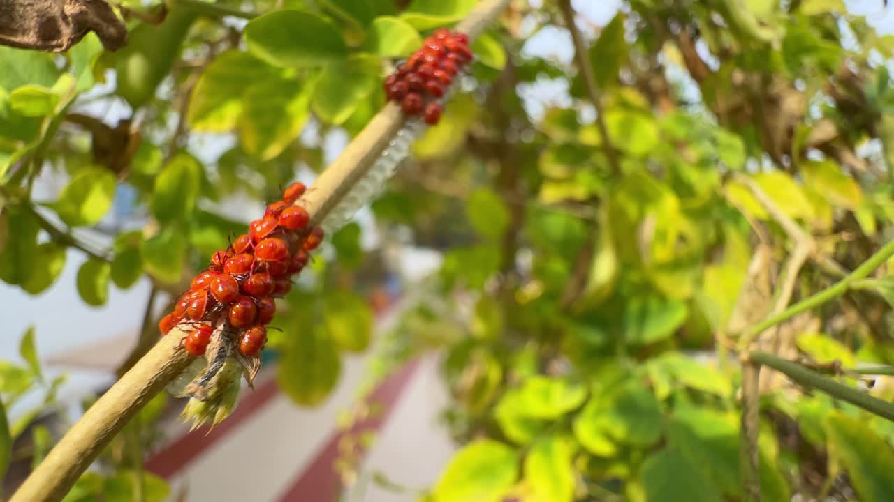 newly hatched stink bug(Pentatomidae), baby red insect bugs on the branch