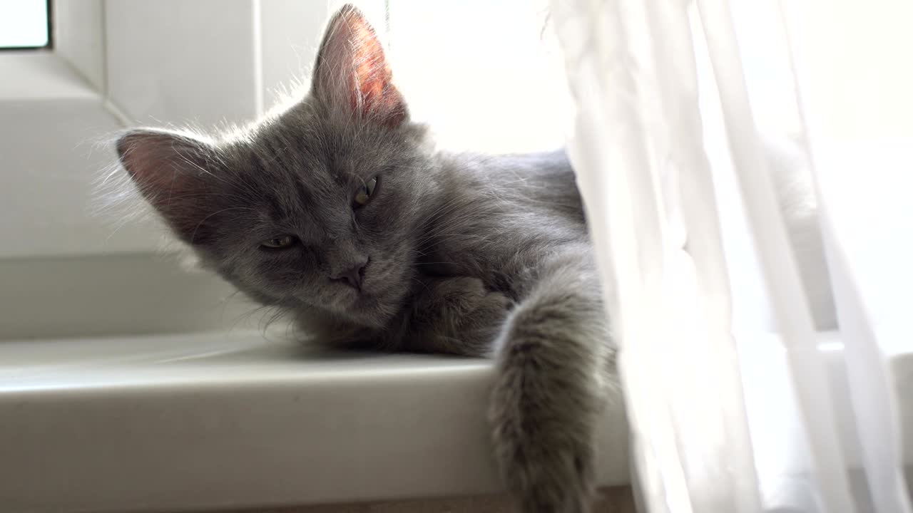 미니 키티 수면