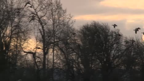 Kanadische-Gänse-Fliegen-Und-Landen-In-Der-Abenddämmerung