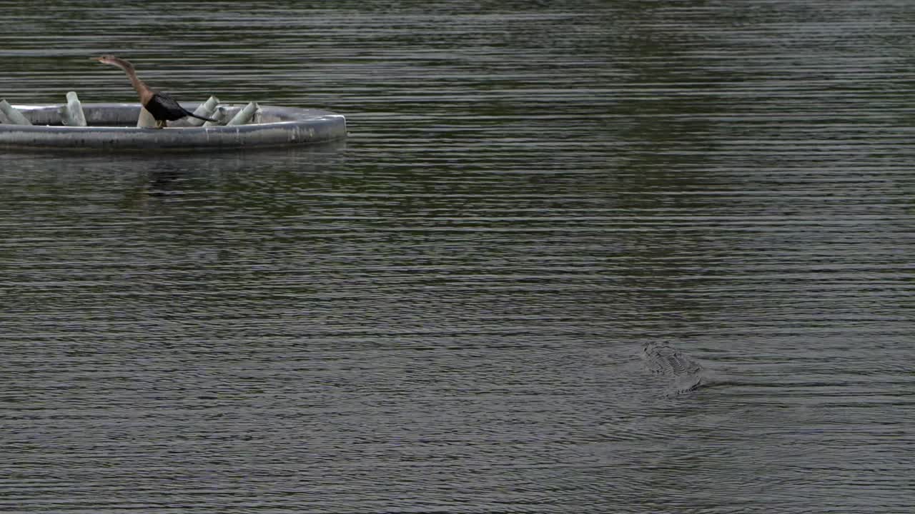 An alligator swims toward a fountain platform
