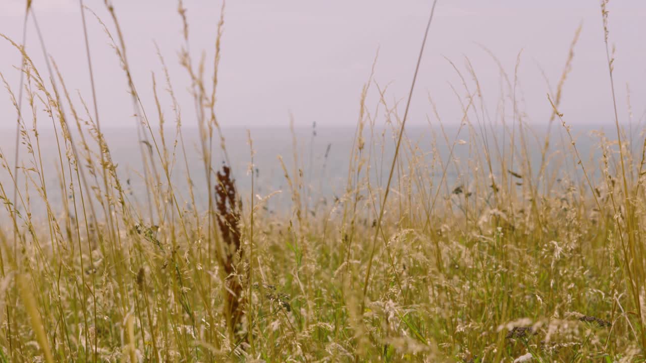 영국 여름 동안 파란 바다 바다 배경과 함께 느린 동작으로 바람에 불어 아름다운 긴 녹색 풀