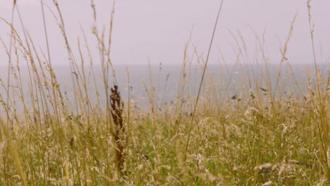 hermosa hierba verde soplando en el viento en cámara lenta con fondo de mar azul océano durante el verano británico