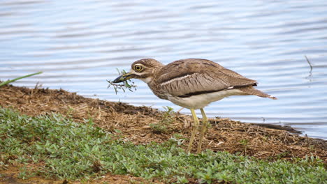 Wasser-Dickknie-Sucht-Nach-Nahrung-In-Der-Grünen-Vegetation-Am-Wasserrand