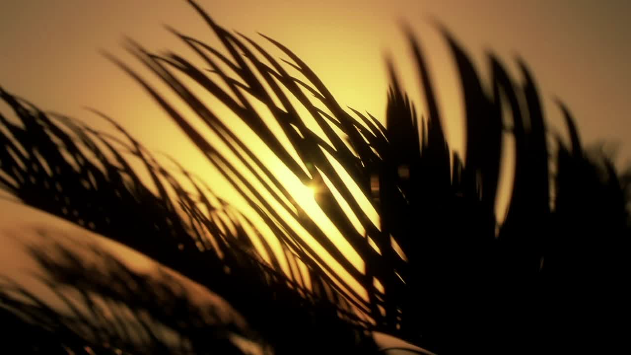 Silhouette of Palm Leaves at Sunset