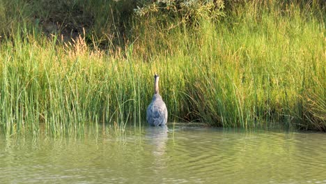 Una-Gran-Garza-Azul-Vadea-Al-Borde-Del-Río-De-Los-Humedales-Y-La-Hierba-Alta---Cámara-Lenta