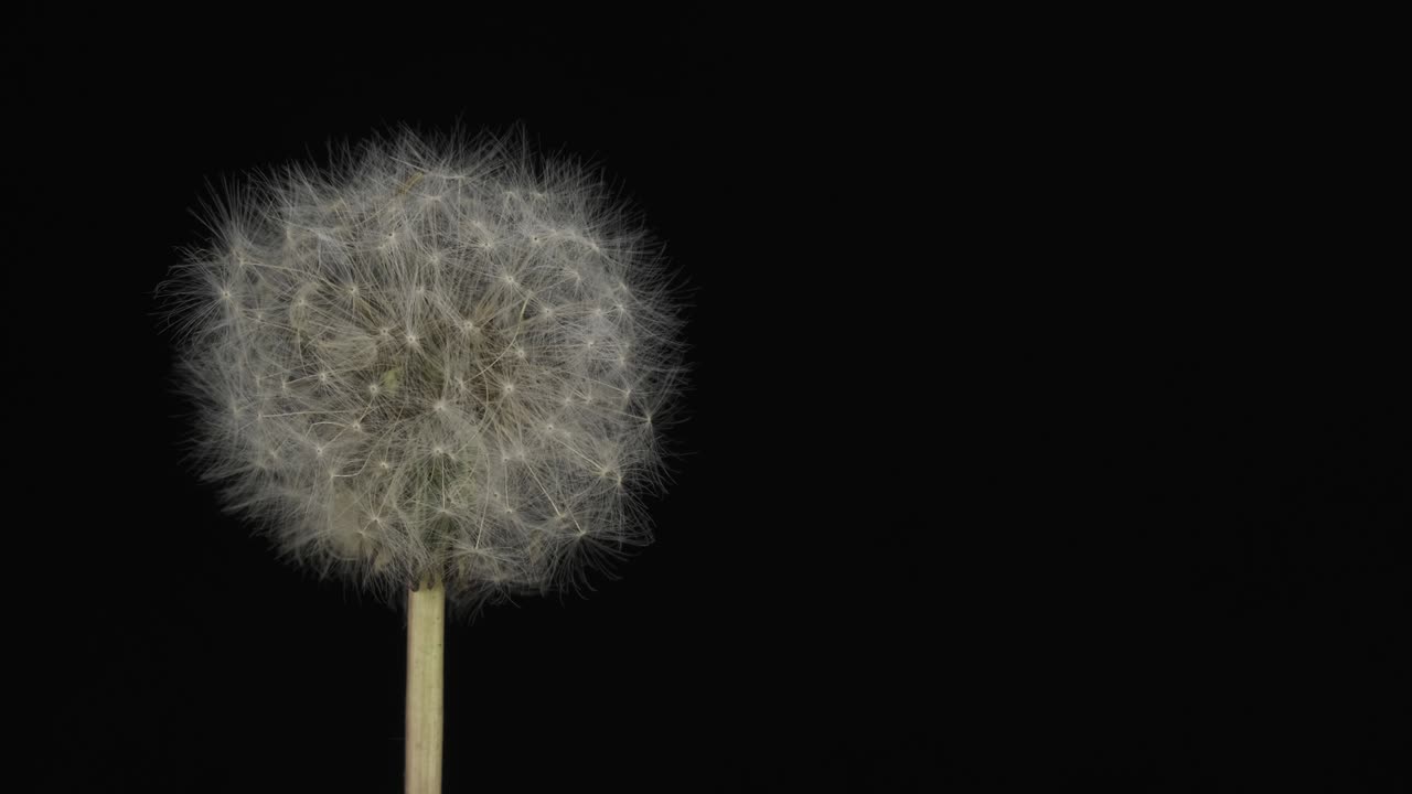 Close-up. Rotation of a white fluffy dandelion on a black background. White sphere