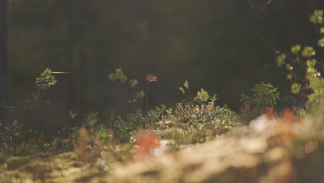 insects flock above the vibrant forest undergrowth as cobwebs stretch delicately between blades of grass