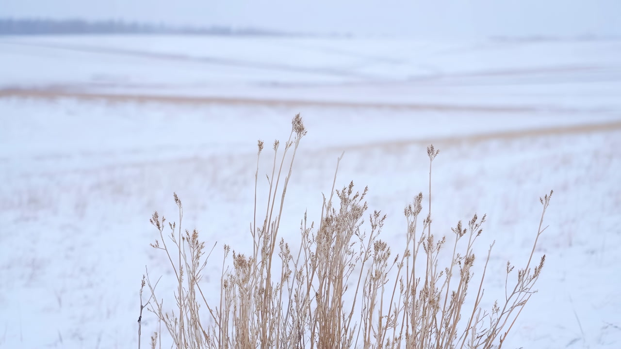 Snowy Prairie With Dried Grasses, Pale Blue Sky, Rolling Snowfields, Closeup Seedheads In Foreground,