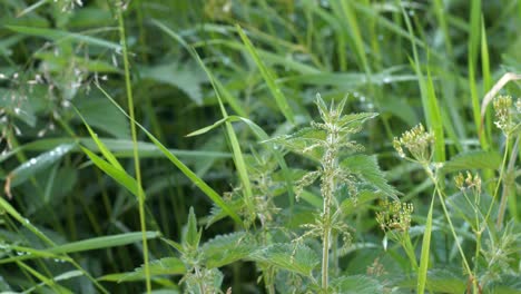 nettle plants in a summer meadow, close up