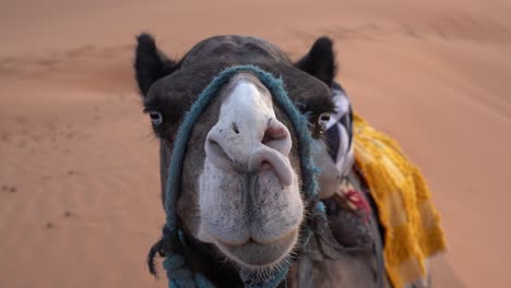 Eine-Nahaufnahme-Eines-Kamels-In-Der-Wüste,-Marokko,-Afrika