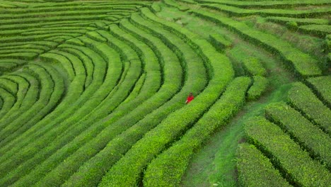 lush green rows of gorreana tea plantation on sao miguel where lady with bright red dress stroll around