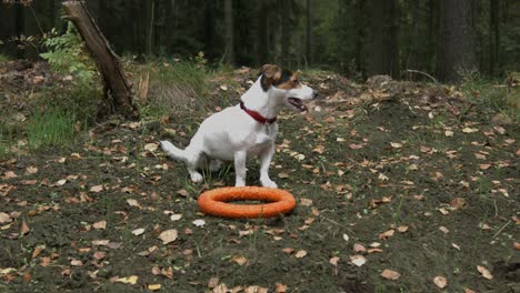 pequeño perro con su juguete