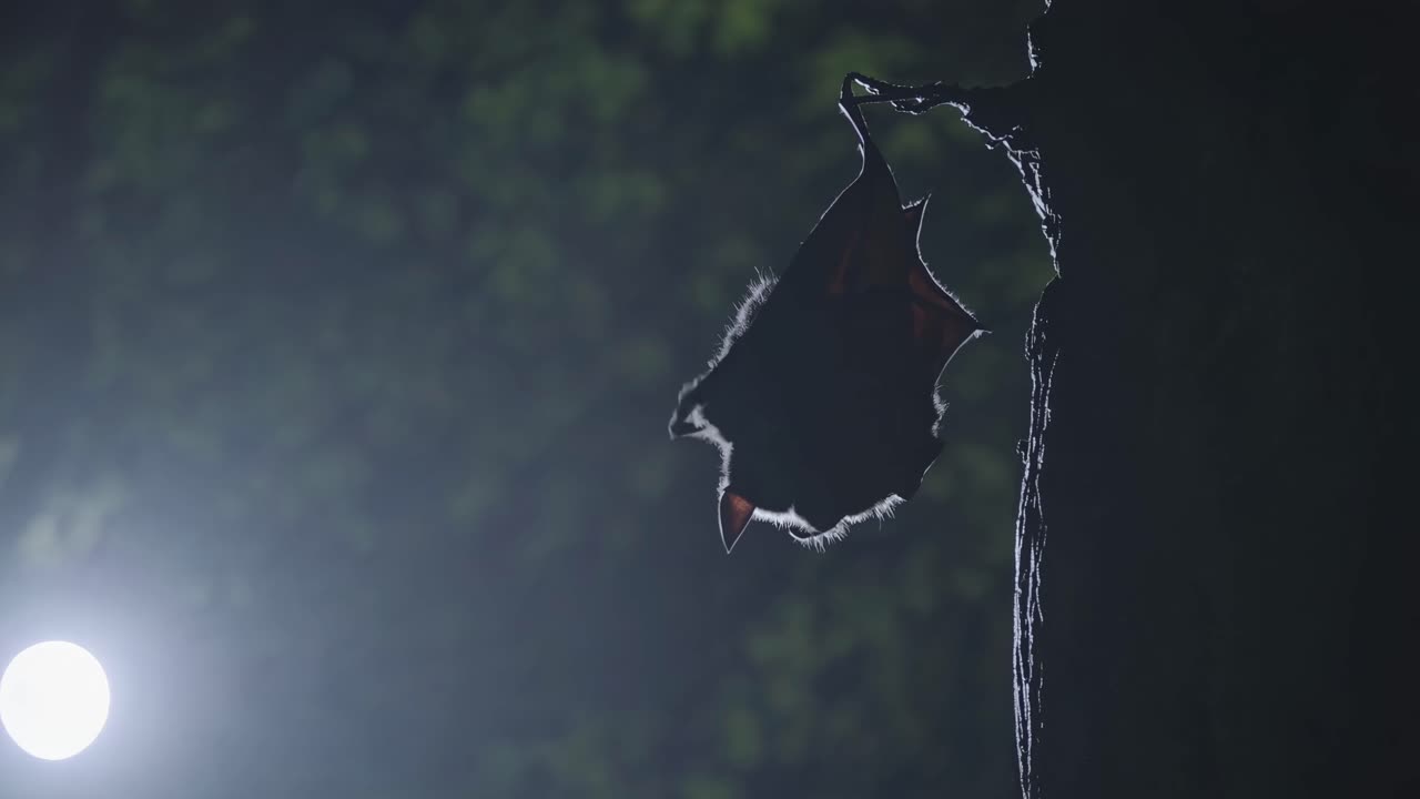 Silhouette of a bat hanging from a tree at night, captured from a low-angle